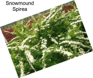 Snowmound Spirea