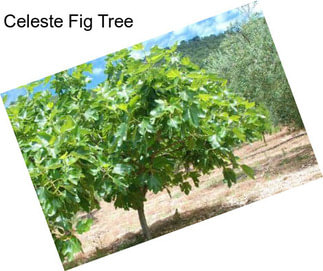 Celeste Fig Tree