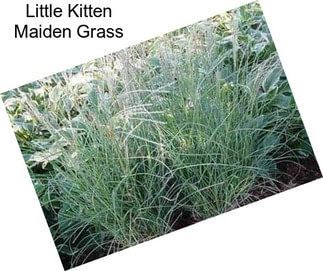 Little Kitten Maiden Grass