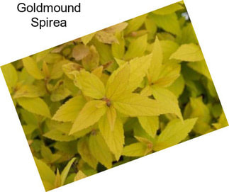 Goldmound Spirea