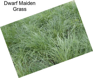 Dwarf Maiden Grass