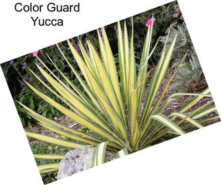 Color Guard Yucca