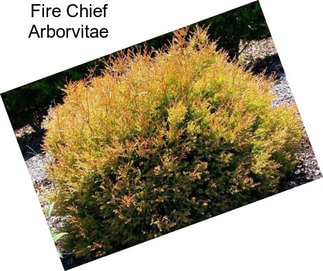 Fire Chief Arborvitae