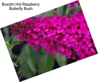 Buzztm Hot Raspberry Butterfly Bush