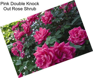 Pink Double Knock Out Rose Shrub