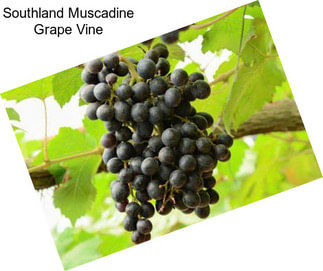 Southland Muscadine Grape Vine
