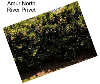 Amur North River Privet