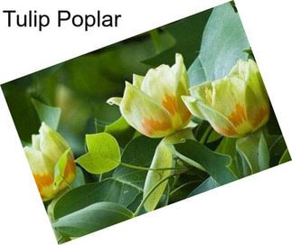 Tulip Poplar