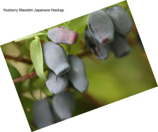 Yezberry Maxietm Japanese Haskap