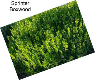 Sprinter Boxwood