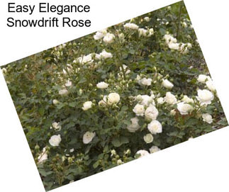 Easy Elegance Snowdrift Rose