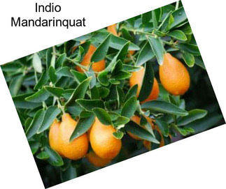 Indio Mandarinquat