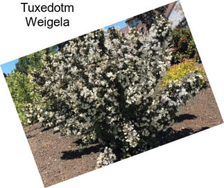 Tuxedotm Weigela