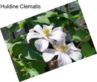 Huldine Clematis