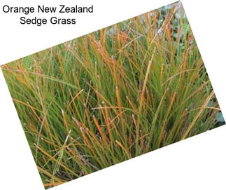 Orange New Zealand Sedge Grass