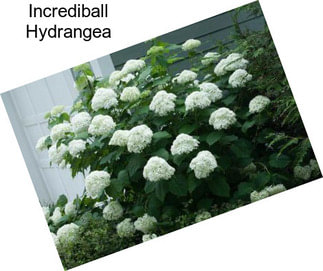 Incrediball Hydrangea