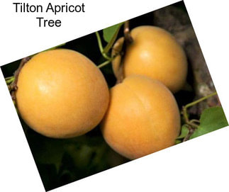 Tilton Apricot Tree