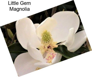 Little Gem Magnolia