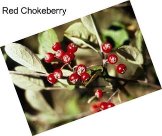 Red Chokeberry
