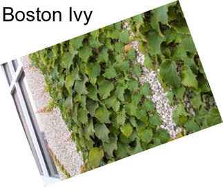 Boston Ivy