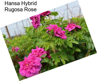 Hansa Hybrid Rugosa Rose