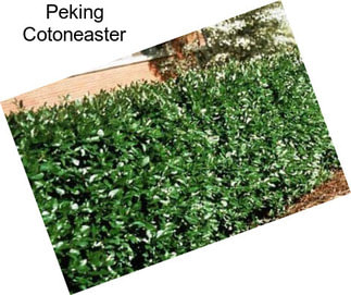 Peking Cotoneaster