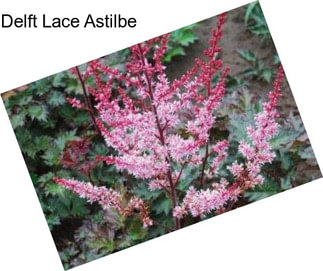 Delft Lace Astilbe