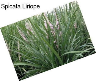 Spicata Liriope