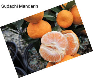 Sudachi Mandarin