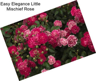 Easy Elegance Little Mischief Rose