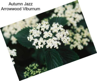 Autumn Jazz Arrowwood Viburnum