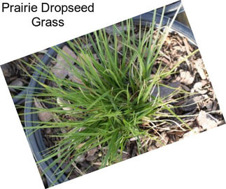 Prairie Dropseed Grass