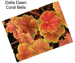 Delta Dawn Coral Bells