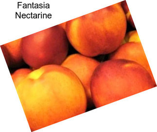 Fantasia Nectarine