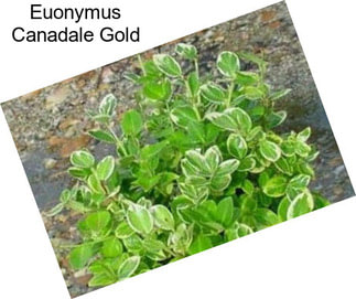 Euonymus Canadale Gold