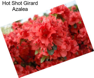 Hot Shot Girard Azalea