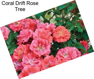 Coral Drift Rose Tree