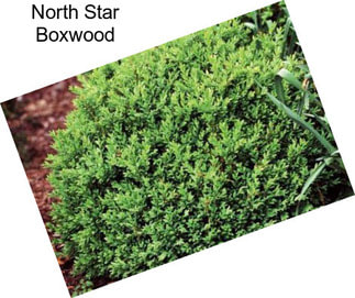 North Star Boxwood