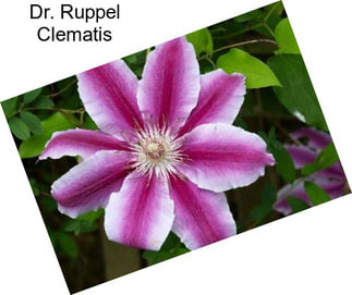 Dr. Ruppel Clematis