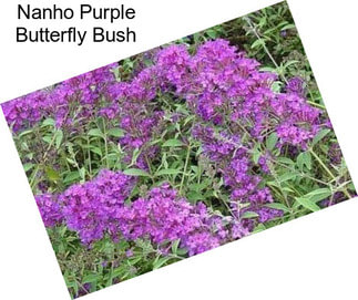 Nanho Purple Butterfly Bush