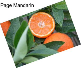 Page Mandarin