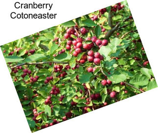 Cranberry Cotoneaster