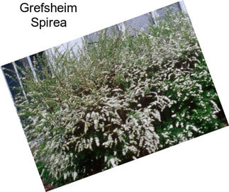 Grefsheim Spirea