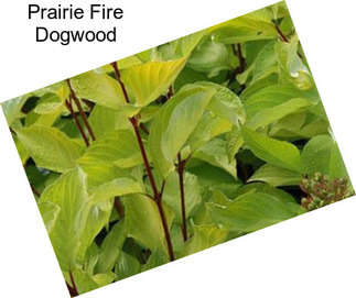 Prairie Fire Dogwood