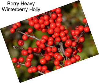 Berry Heavy Winterberry Holly