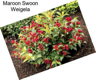 Maroon Swoon Weigela