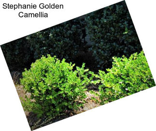 Stephanie Golden Camellia