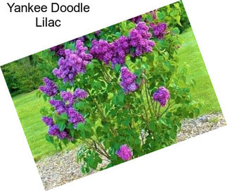 Yankee Doodle Lilac