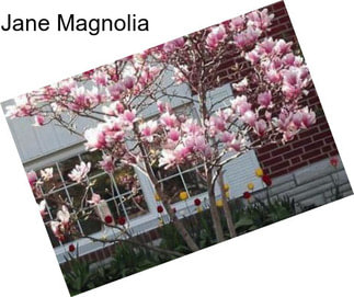 Jane Magnolia