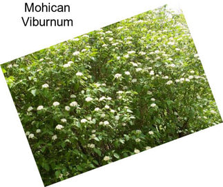 Mohican Viburnum